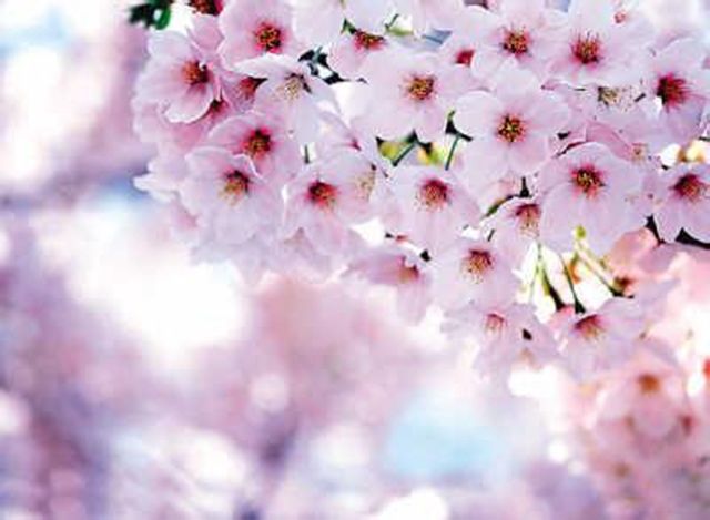 小升初优秀作文：春的代表——樱花