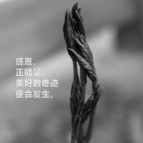 表示感谢的微信