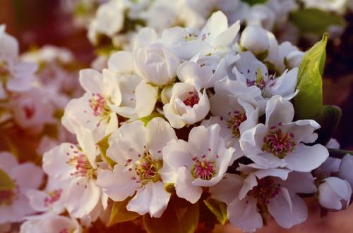 2019高考素材：赞美春天的优美句子