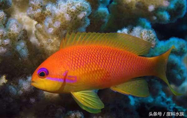 形容小金鱼的句子