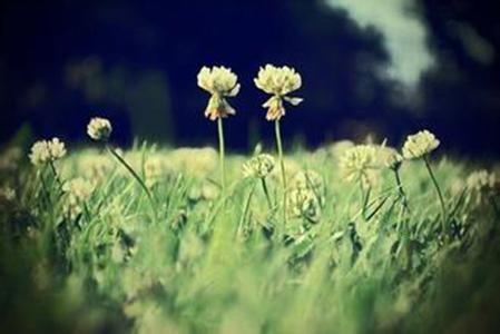 描写景色好句子摘抄