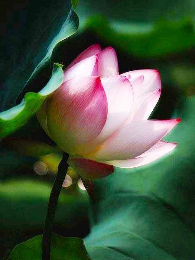 内心心潮澎湃句子