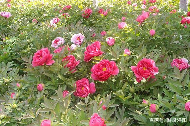 称赞牡丹花的句子