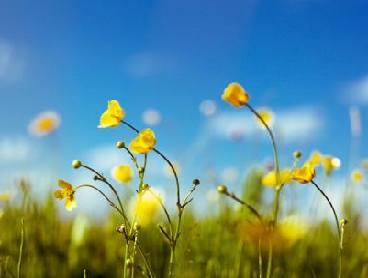 描写小草的诗句子