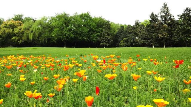 形容蝴蝶兰的句子 形容蝴蝶兰的句子