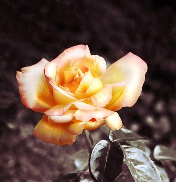 心多的人什么都做不好句子 心多的人什么都做不好句子