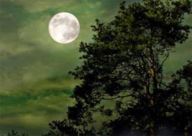 明月月寄相思的好句子