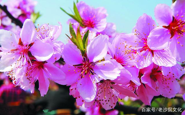 国风卫风淇奥名句