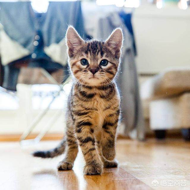 关于猫贪玩的句子