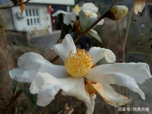 写心理活动的句子不少于100字