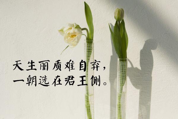 长恨歌杨贵妃受宠美貌句子