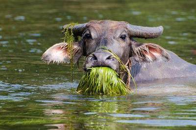 老牛吃嫩草句子