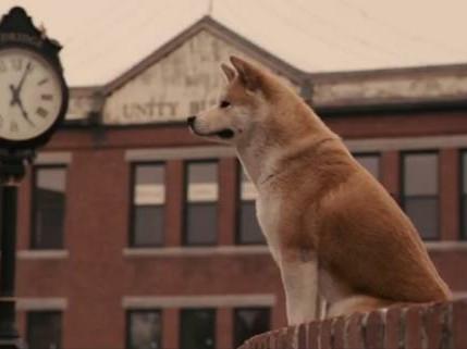 形容动物身体的句子