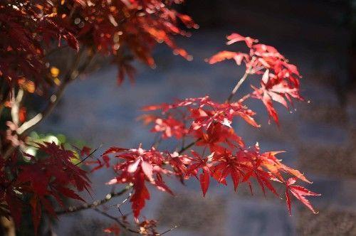 描写好奇心的句子