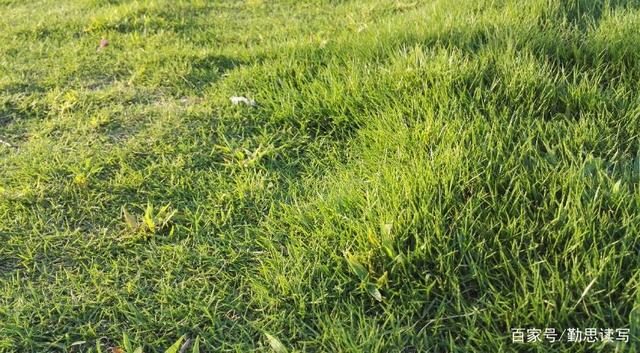 关于植树的牧羊人好句