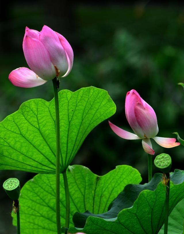 写世界浮华的句子