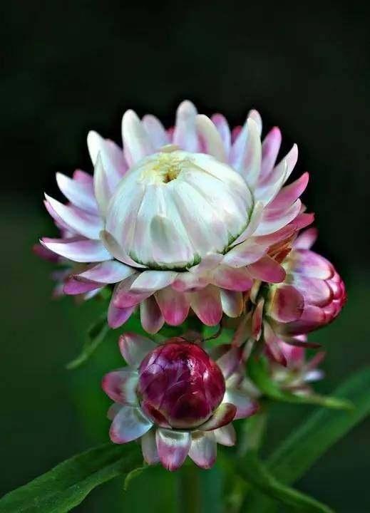 帮助过我的人句子