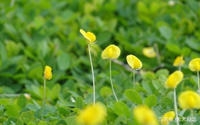 蔷薇几度花好句