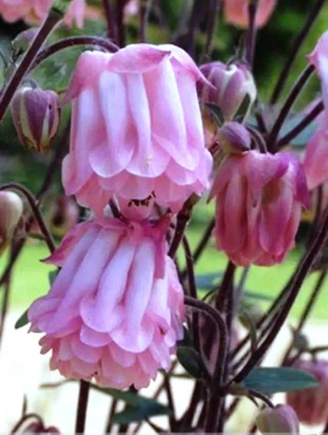 关于狂风的句子