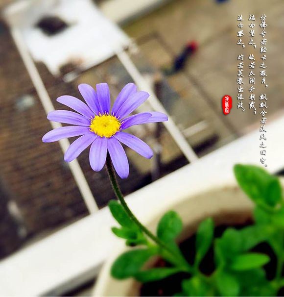 玛格丽特与飘中名句 玛格丽特与飘中名句