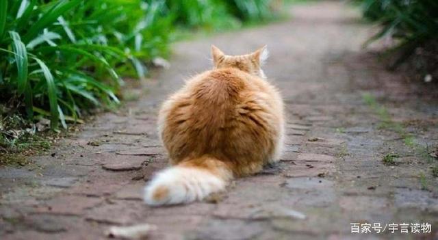 夏目漱石 我是猫