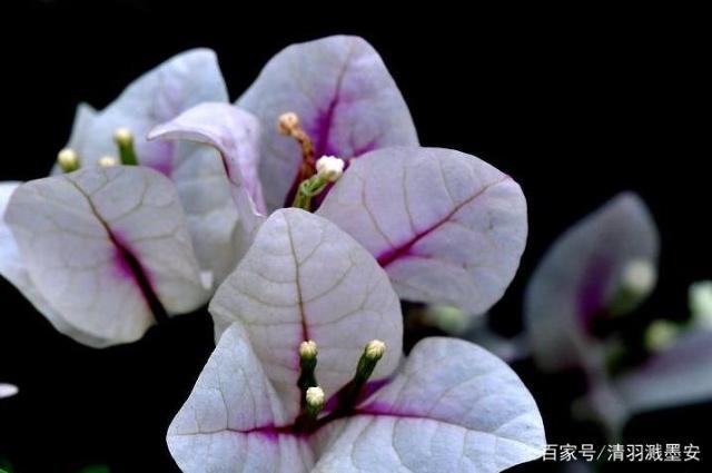 描写宝巾花的优美句子 描写宝巾花的优美句子