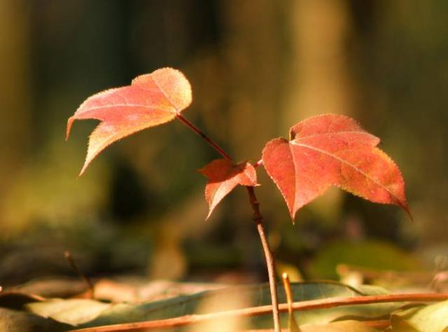 生活需要装饰的英语名句