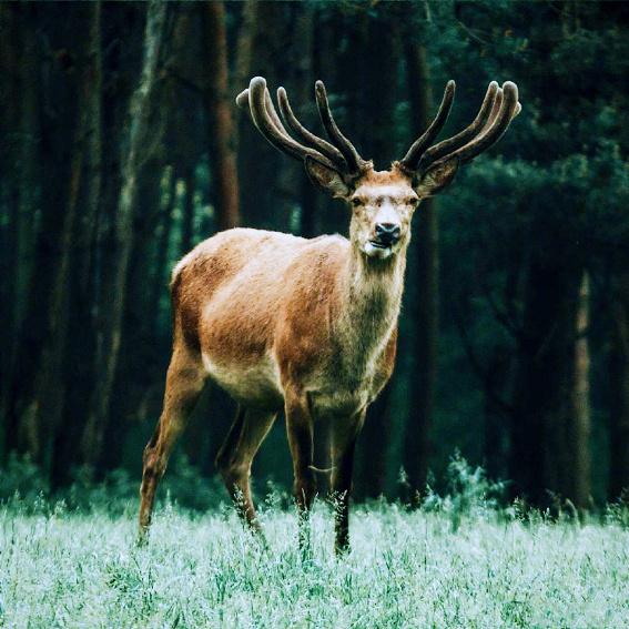 感悟成长的句子