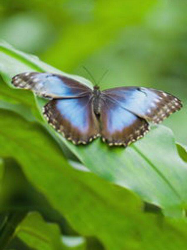 喜欢蝴蝶的句子