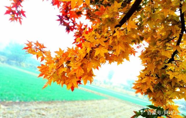 写秋天果园的句子 写秋天果园的句子