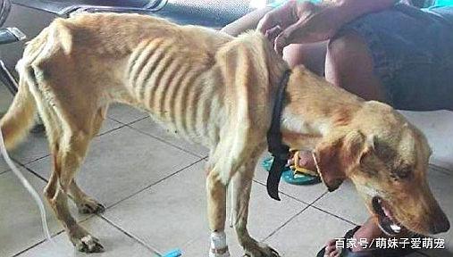 流浪狗和流浪猫好句子