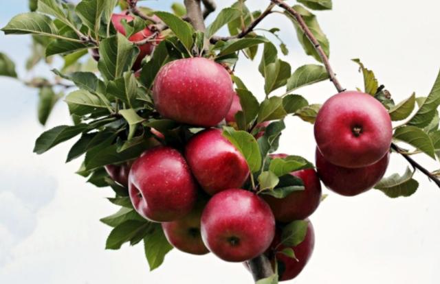 描写苹果的好词好句子6