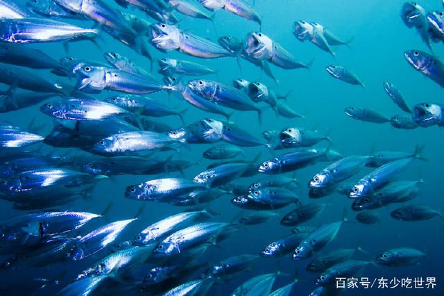 讨厌吃鱼的语录