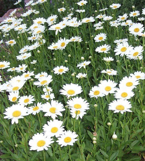 关于名人的名句不少20字