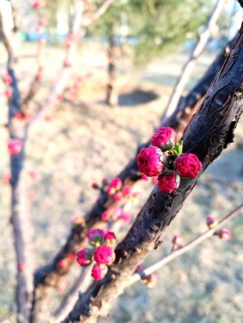 带婉字的古诗词名句