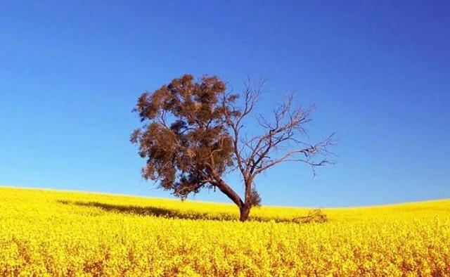 有关歌的唯美句子