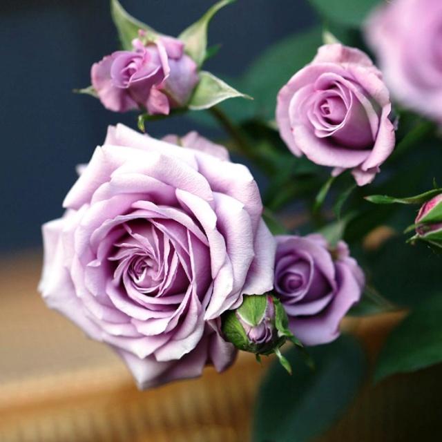 关于品位的句子