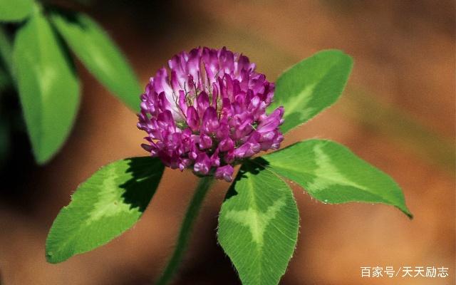 形容记忆好的句子