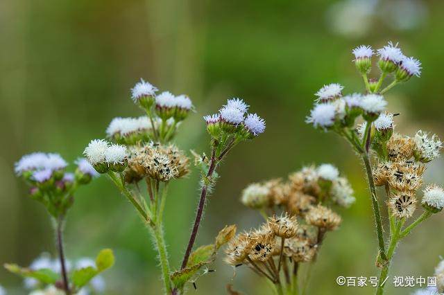 没有梦想的金典语录