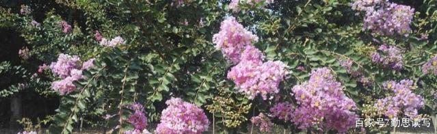 与朱元思书中脱俗净怀的句子