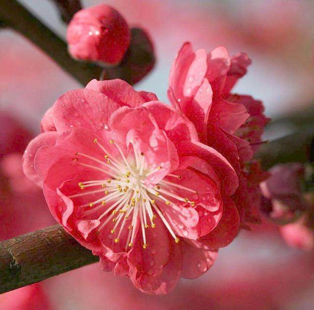 赞美姐姐的好句子 赞美姐姐的好句子