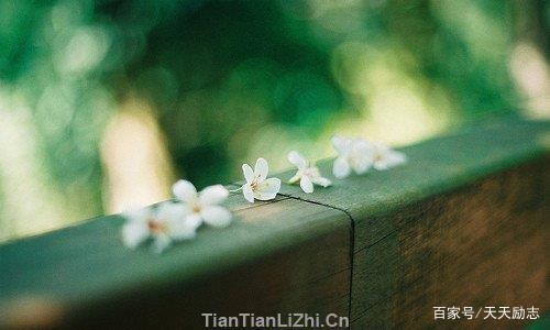 形容一个人有文采句子