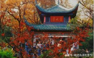 描写红火红火枫叶句子