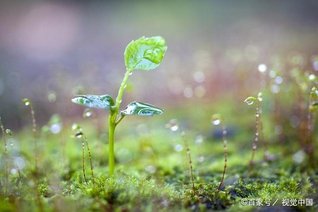 有关春天的名句