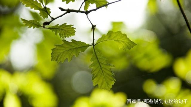 写长辈友情的句子并赏析