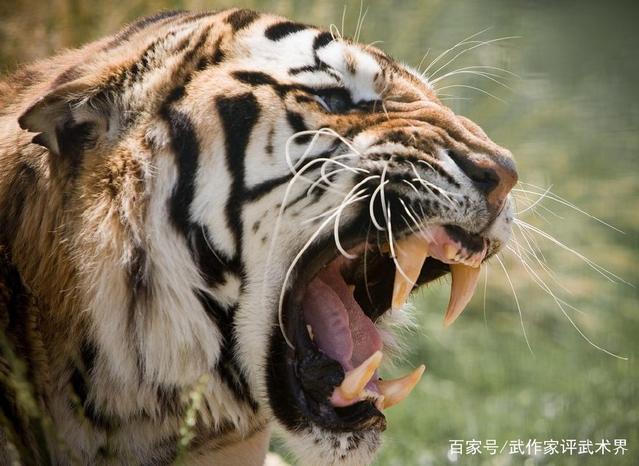 赞美中华武术的句子 赞美中华武术的句子