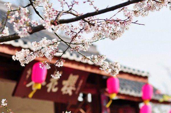 描写樱花的古风优美句子 描写樱花的古风优美句子