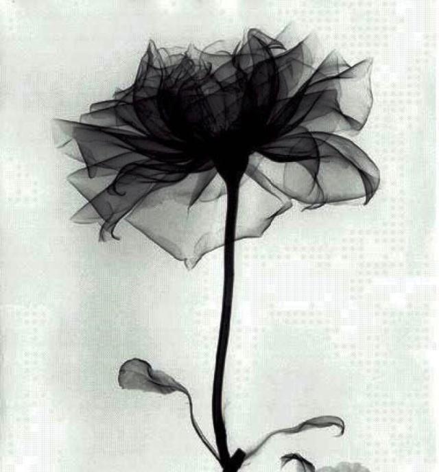 写草木的句子 写草木的句子