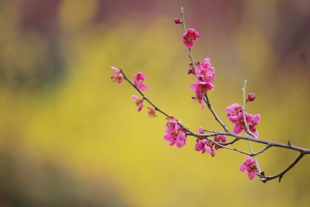 描写景色的古词名句作文 描写景色的古词名句作文