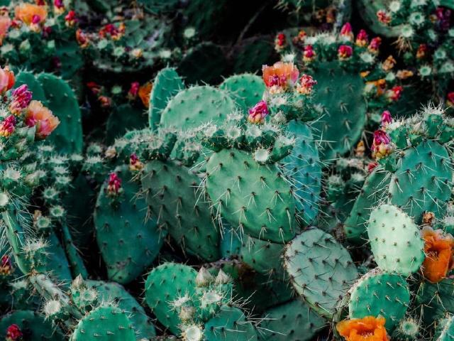 关于写物的好句100字作文